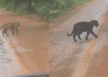 VÍDEO: Onças são flagradas na estrada do Jamanã, em Itacoatiara-AM