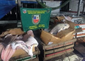 Carga com mais de uma tonelada de pescado ilegal é apreendida em Manaus