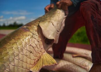 Semana Santa: Feira do Pirarucu vai comercializar 10 toneladas do pescado em Manaus