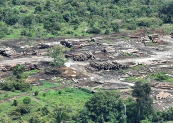 Operação Mamuru combate o desmatamento ilegal no Amazonas