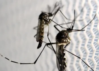 Amazonas tem 2 mortes por dengue confirmadas pelo Governo do Estado