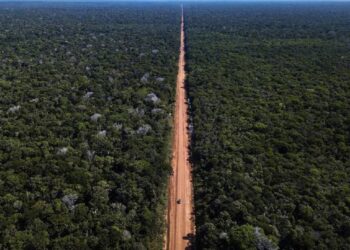 Relatório do Ministério do Transporte conclui que pavimentação da BR-319 é viável ambientalmente