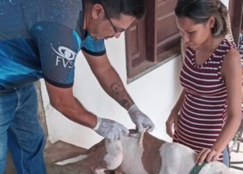 Vacinação contra raiva é antecipada no Amazonas e segue até dia 31 de julho
