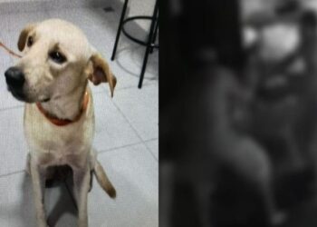 Homem que matou cachorro com três facadas é preso em Manaus