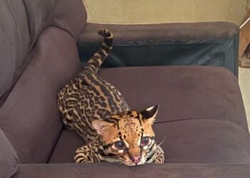 Jaguatirica é resgatada de cativeiro após atacar criança indígena no AM