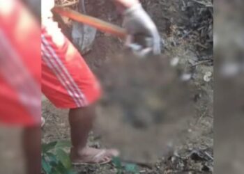 Corpo em decomposição é encontrado enterrado em cova rasa na AM-010