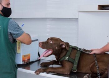 Vagas limitadas! Agendamento para castrar animais ocorre sexta em Manaus