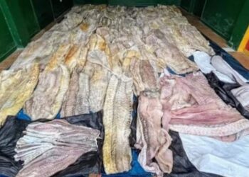 Uma tonelada de carne ilegal é apreendida no Amazonas
