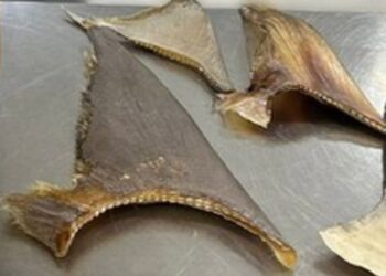 PF descobre 50 barbatanas de tubarão em mala de chineses 