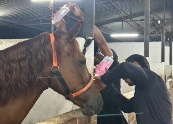 Número de mortes de cavalos em haras de Manaus sobe para nove