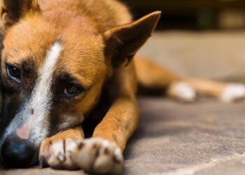 Homem é preso após ser flagrado estuprando cachorro no Amazonas