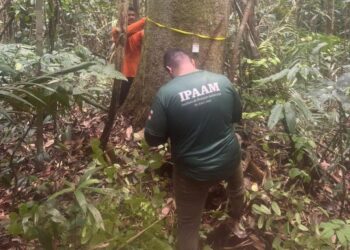 Período do Defeso Florestal chega ao fim nesta quinta-feira no Amazonas
