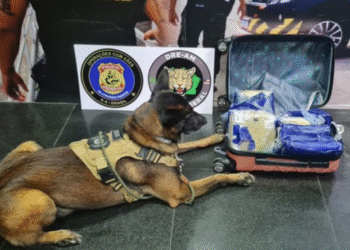 Passageira é presa com 9 quilos de skunk no aeroporto de Manaus
