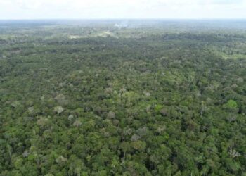Ipaam registra queda de 52,46% no desmatamento e 64,72% nos focos de calor no mês de junho
