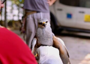 Gavião-pedrês e filhotes de aracuã são resgatados em Manaus pelo Ipaam