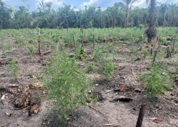 PF destrói 8 mil pés de maconha em áreas isoladas do Amazonas