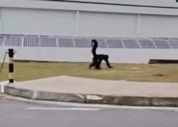  Macaco-aranha caminha por calçada e vira atração em Manaus