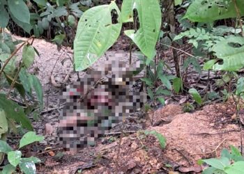 Ossada humana é encontrada em ramal da BR-174