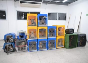 Operação da Sepet-AM resgata 24 cachorros em situação de maus-tratos no bairro Flores, em Manaus