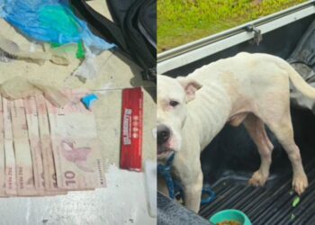 Homem é preso por tráfico de drogas e maus-tratos a animais no interior do AM