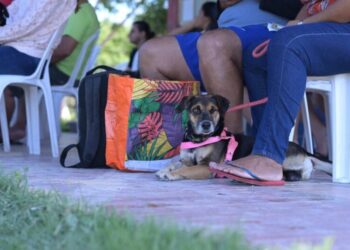 Sepet divulga datas de agendamento presencial para o Castramóvel no Shopping ViaNorte