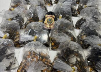 PF prende homem por contrabando de peixes ornamentais