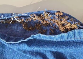 Irmãos são presos por levar drogas na costura de bermudas para delegacia no Amazonas