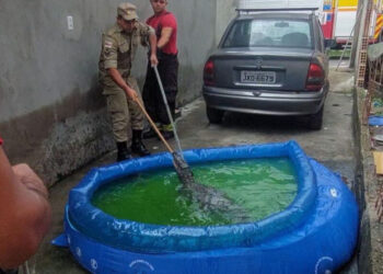Em Manaus, dona de casa encontra jacaré em piscina de plástico e aciona o Corpo de Bombeiros para o resgate