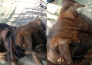 Homem é preso por maus-tratos contra três cachorros em Manaus