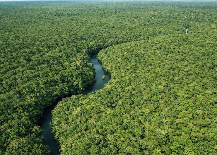 Desmatamento no Amazonas cai 30,1% no primeiro trimestre de 2026, aponta Inpe