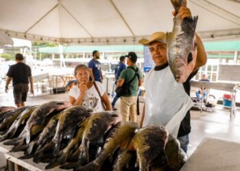 Semana Santa: Governo do Amazonas dá início ao Feirão do Pescado em dois pontos estratégicos de Manaus