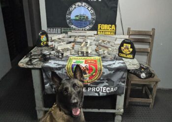 Cão policial encontra cocaína escondida dentro de cadeiras de madeira no Amazonas