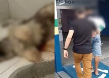 Homem mata cachorro da ex-mulher por não aceitar o fim do relacionamento em Manaus