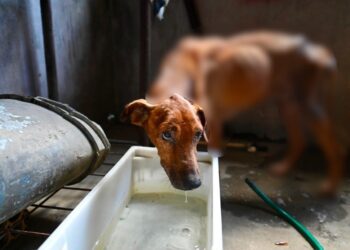 Homem é preso após cães matarem outro animal por falta de alimentação em Manaus