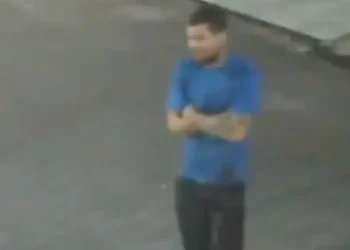 Pitbull ataca e mata gato em Manaus; tutor é alvo de críticas nas redes sociais